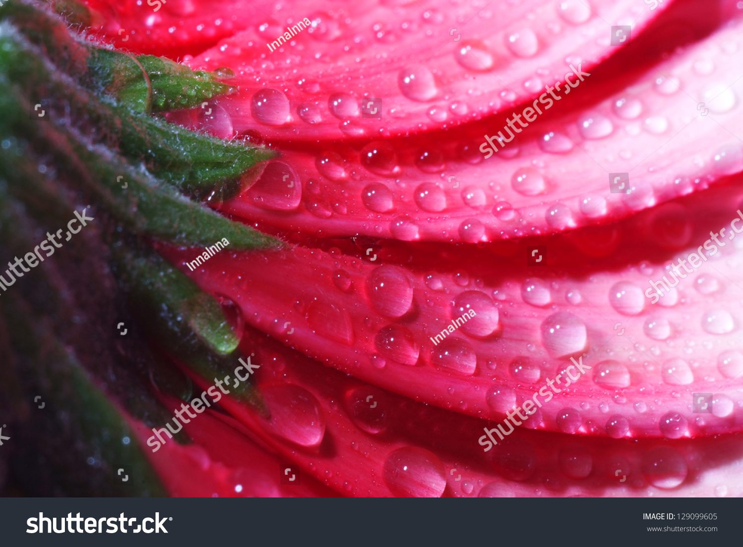 pink flower with dew drops closeup