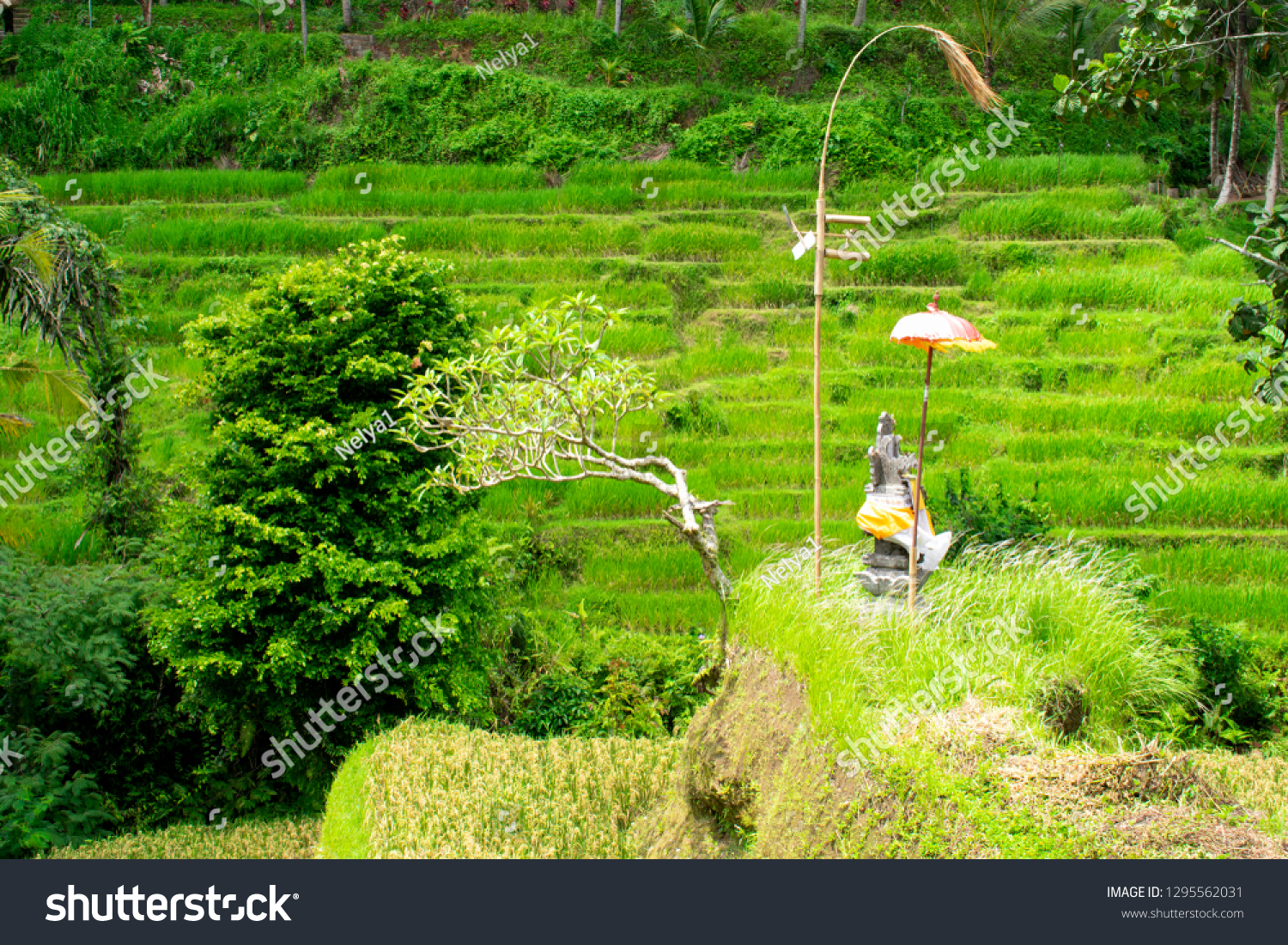 Beautiful rice terraces in Bali  Indonesia.
