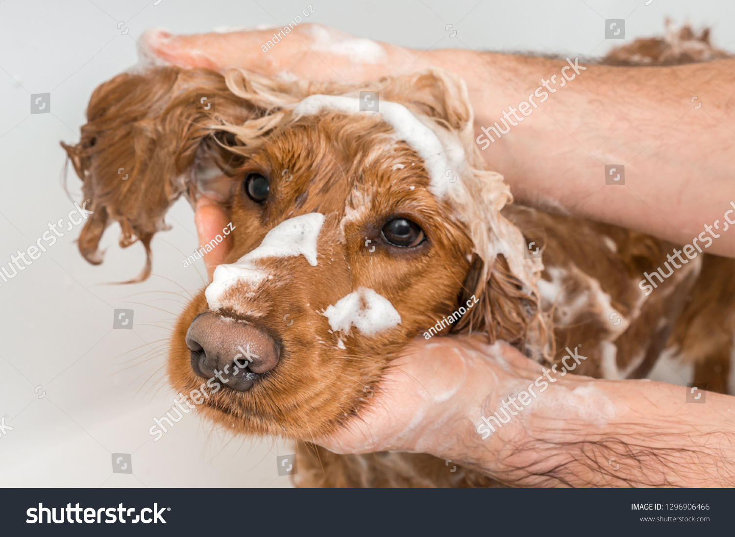 English cocker spaniel dog taking a shower with shampoo  soap and water in a bathtub