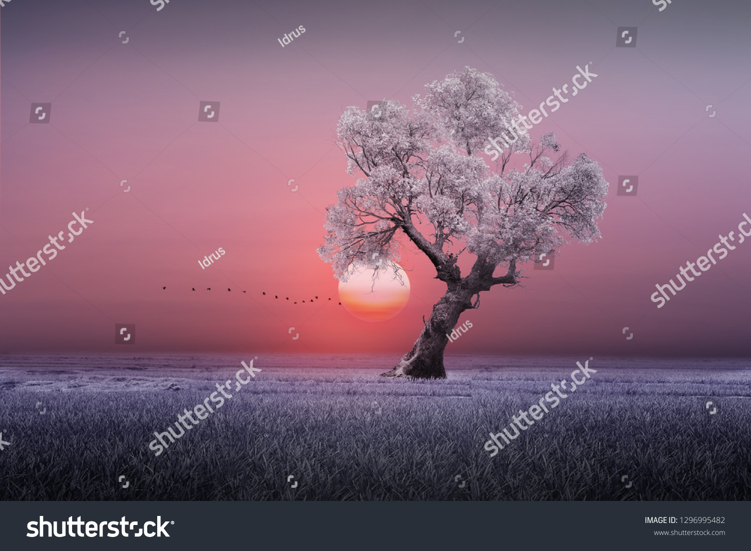 beautiful sunset and white leafy trees