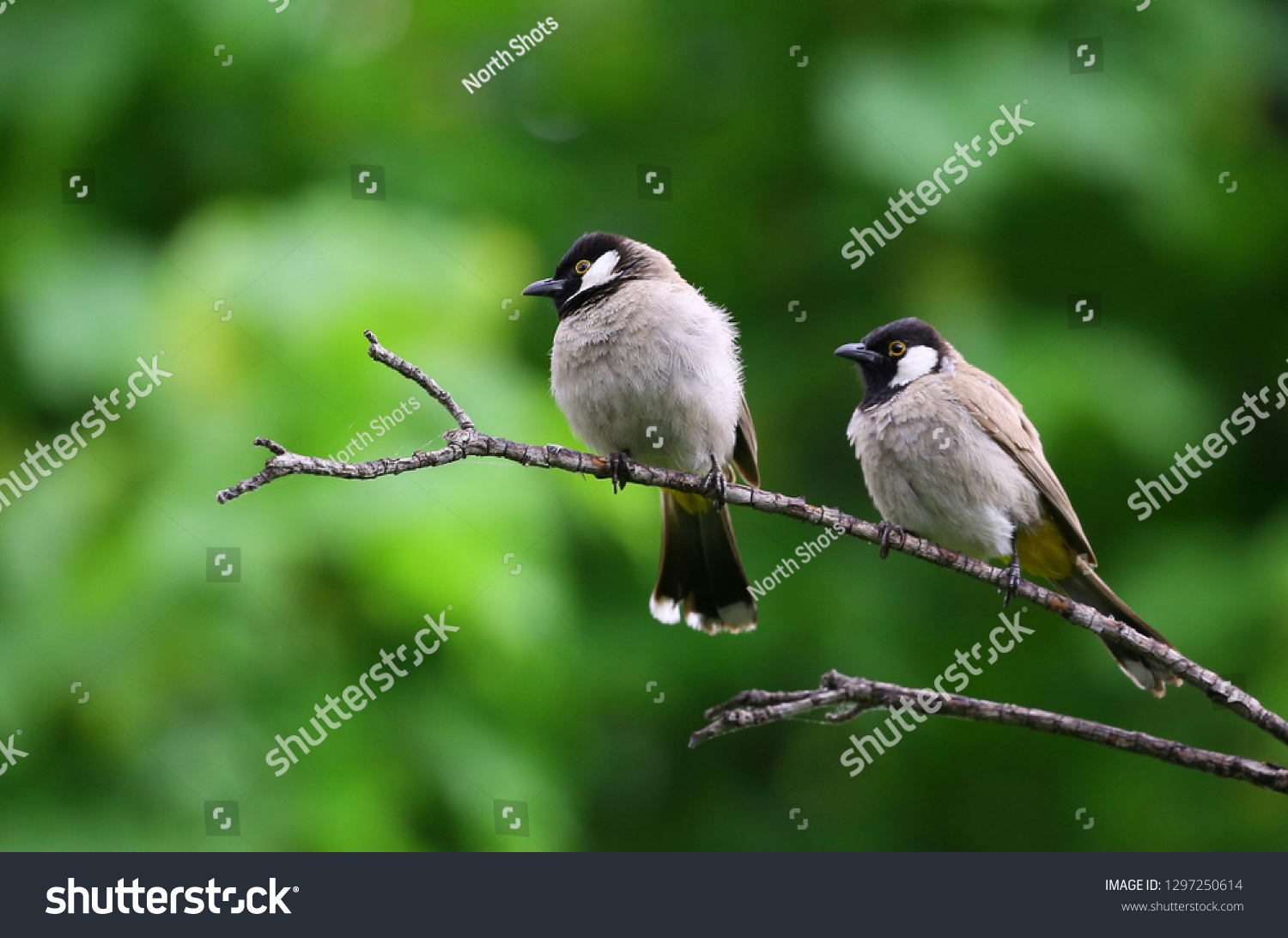 Cuckoo birds perched on a branch