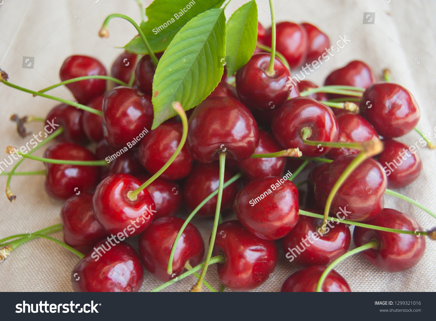 Handfuls of whole and freshly cherries picked from the tree