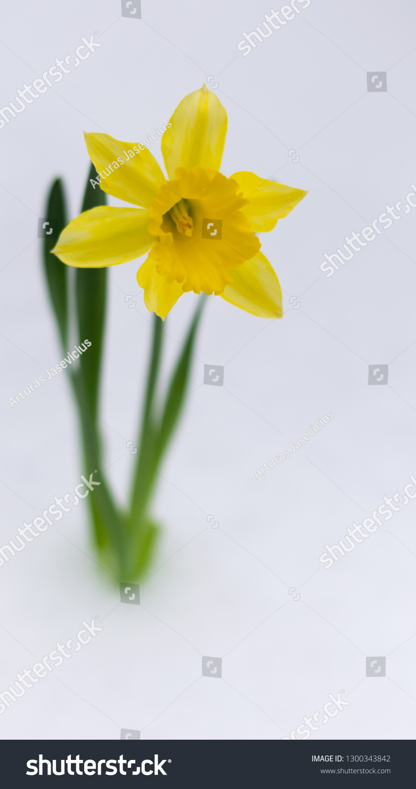 Beautiful yellow blossoming narcissus bursts out of the white snow in winter