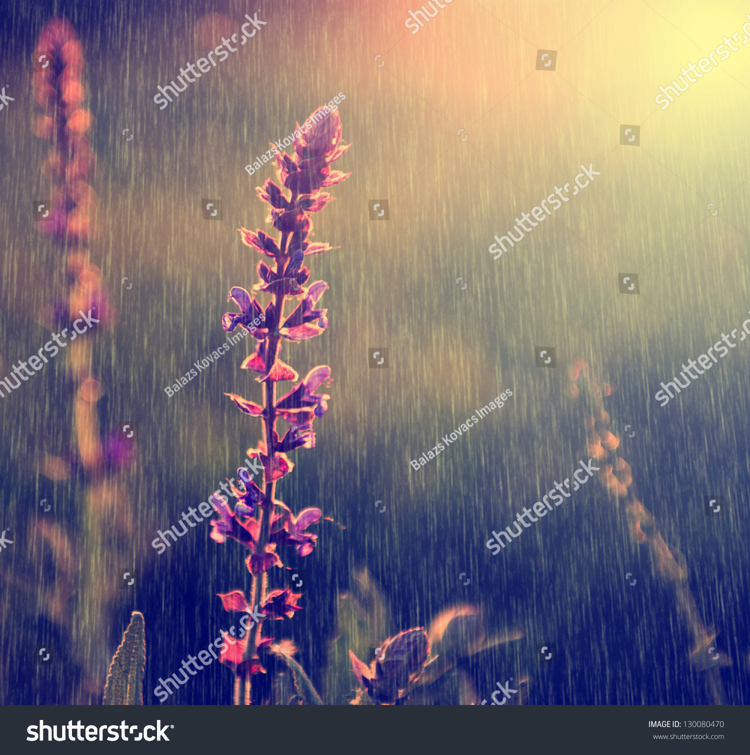 Vintage photo of purple wild flower in rain