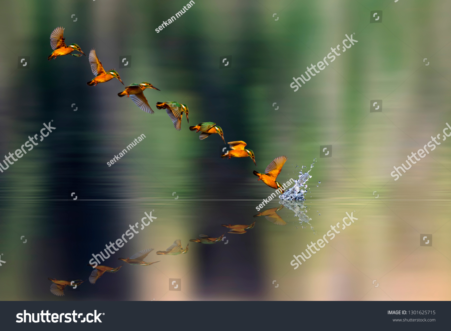 Amazing bird Kingfisher. Diving bird. Colorful nature background.  