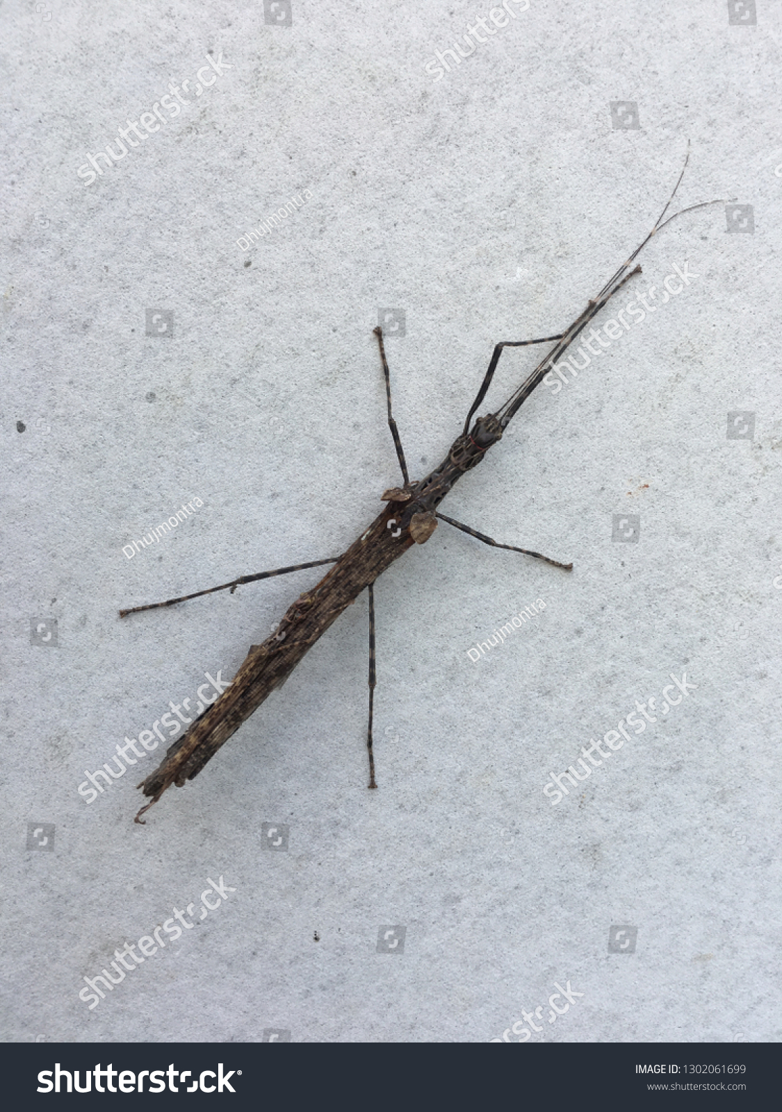stick insect on white wall background