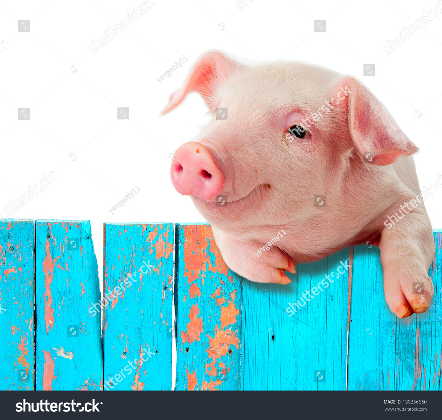 Funny pig hanging on a fence. Studio photo. Isolated on white background.