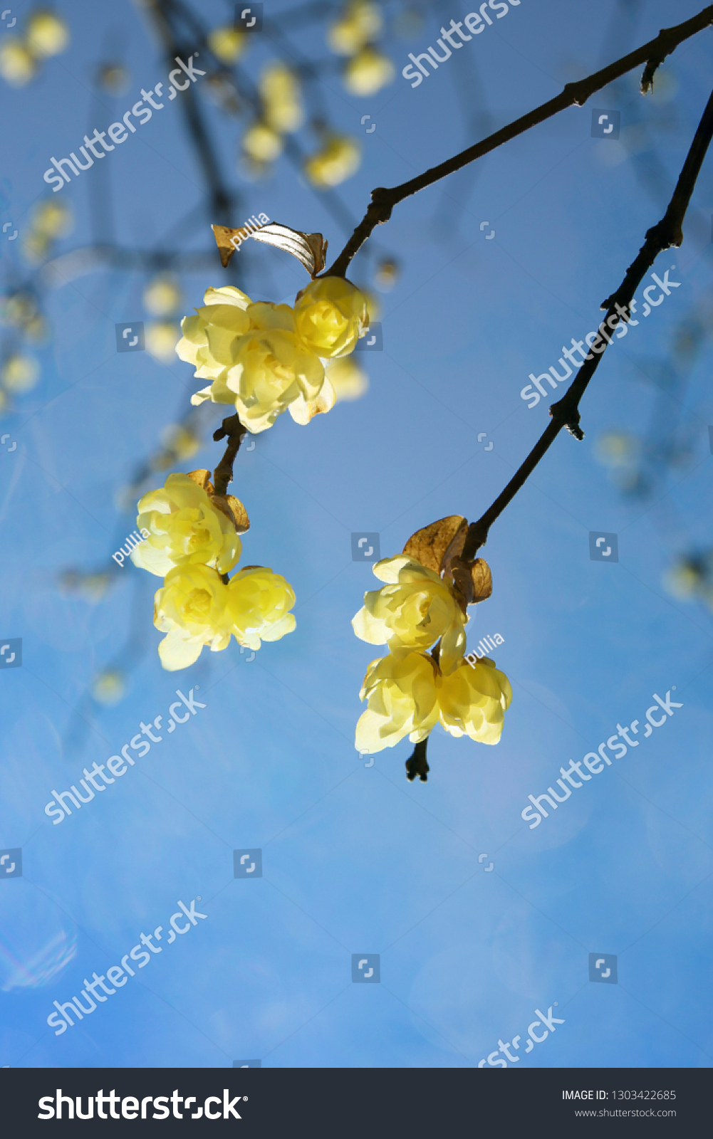 blooming yellow wintersweet and a blue sky