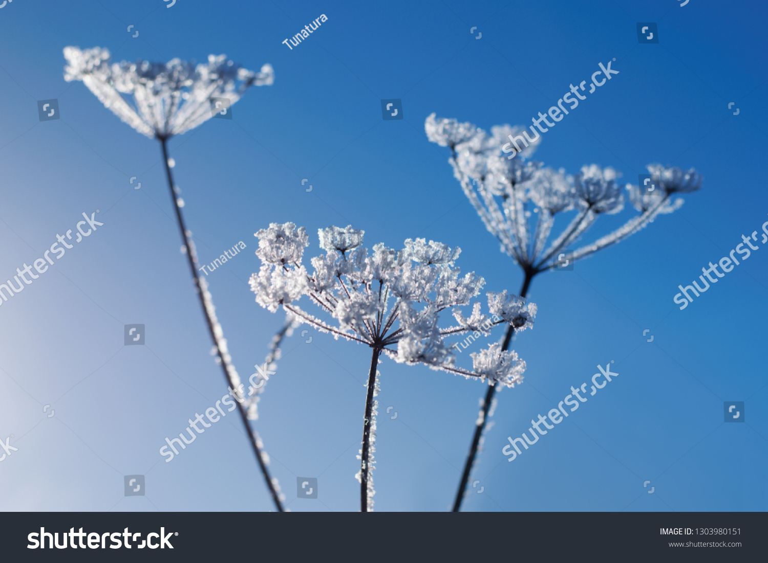 Beautiful winter scenery - frozen flowers
