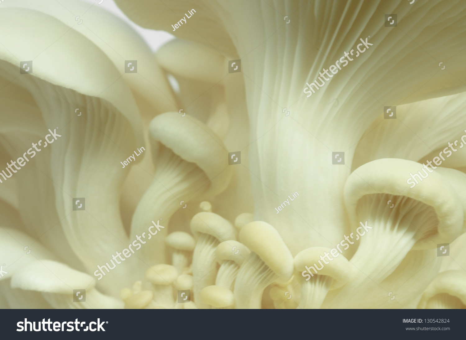 Macro of  mushroom