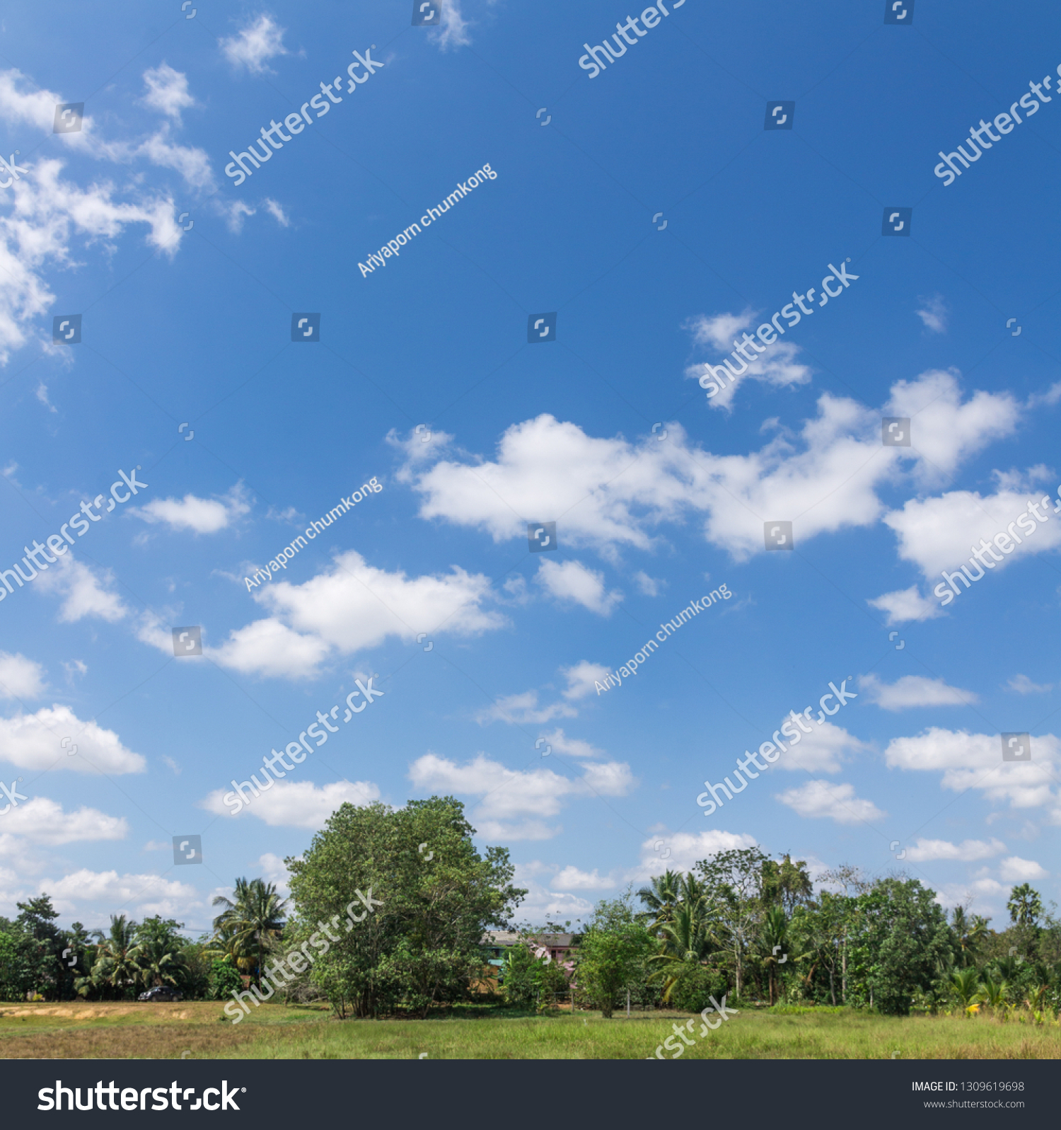 blue sky and beautiful cloud with meadow tree