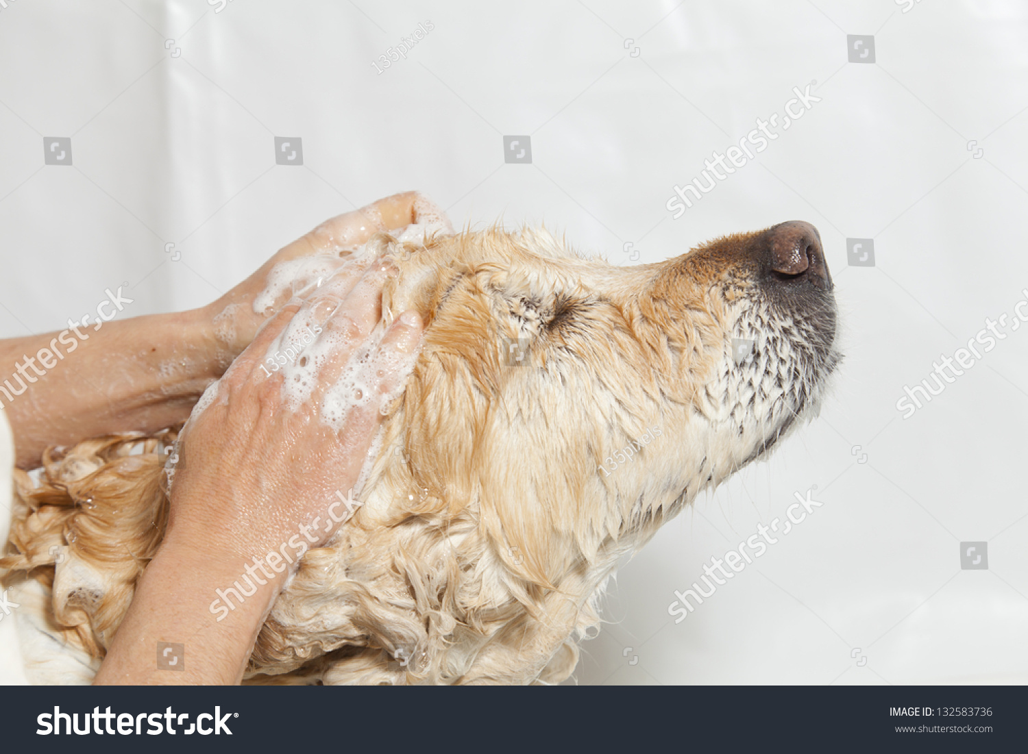 A dog taking a shower with soap and water