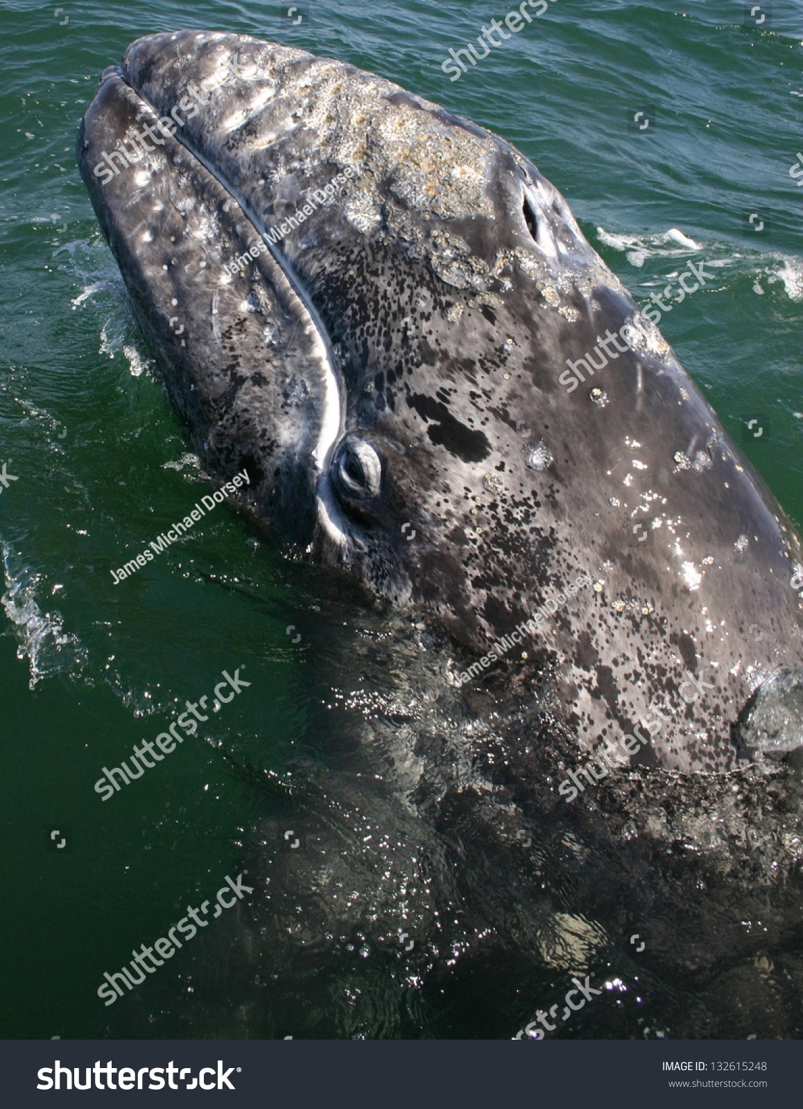 acuriousgraywhalelooksataboatinasanctuarylagooninbajamexico
