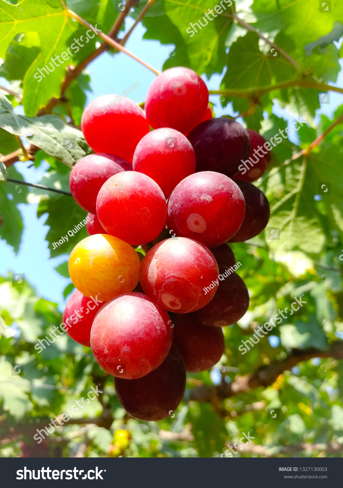 gapuzgrapefarm