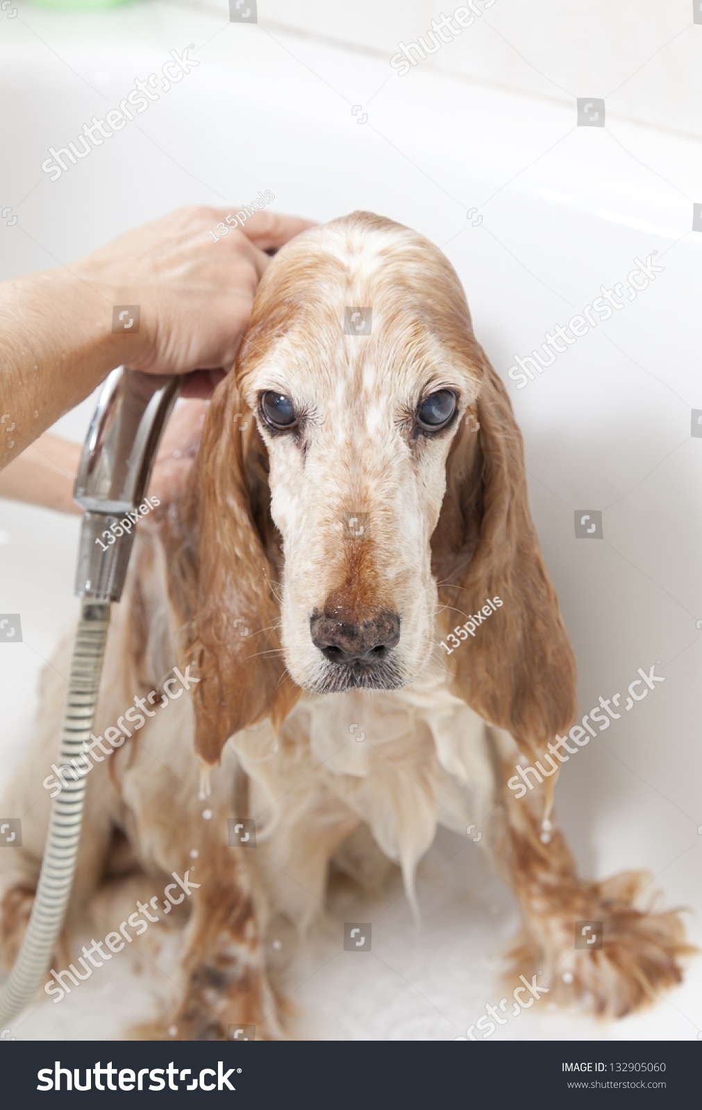 A dog taking a shower with soap and water