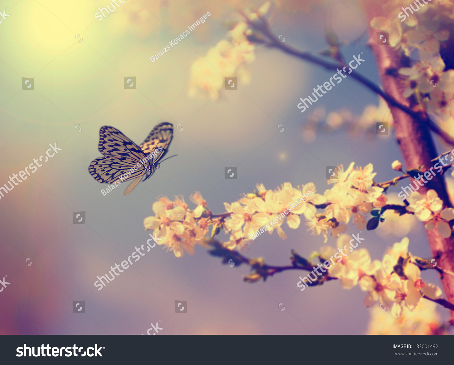 Vintage butterfly and cherry tree flower in spring