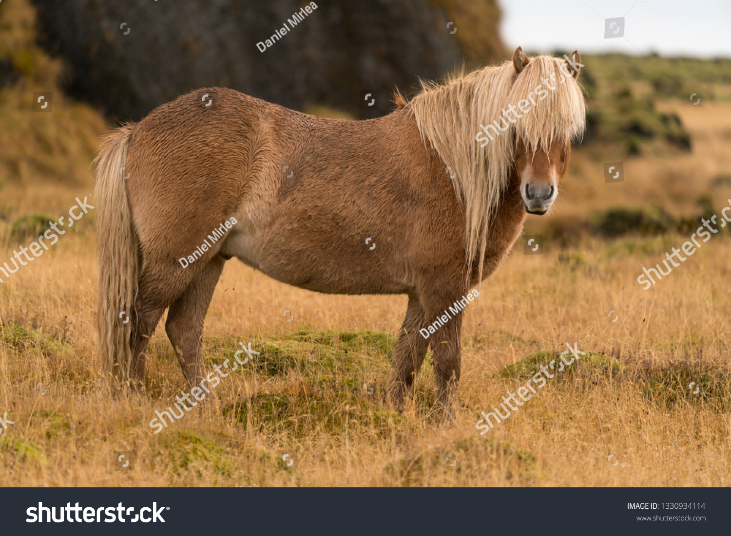 Wild horse in Iceland