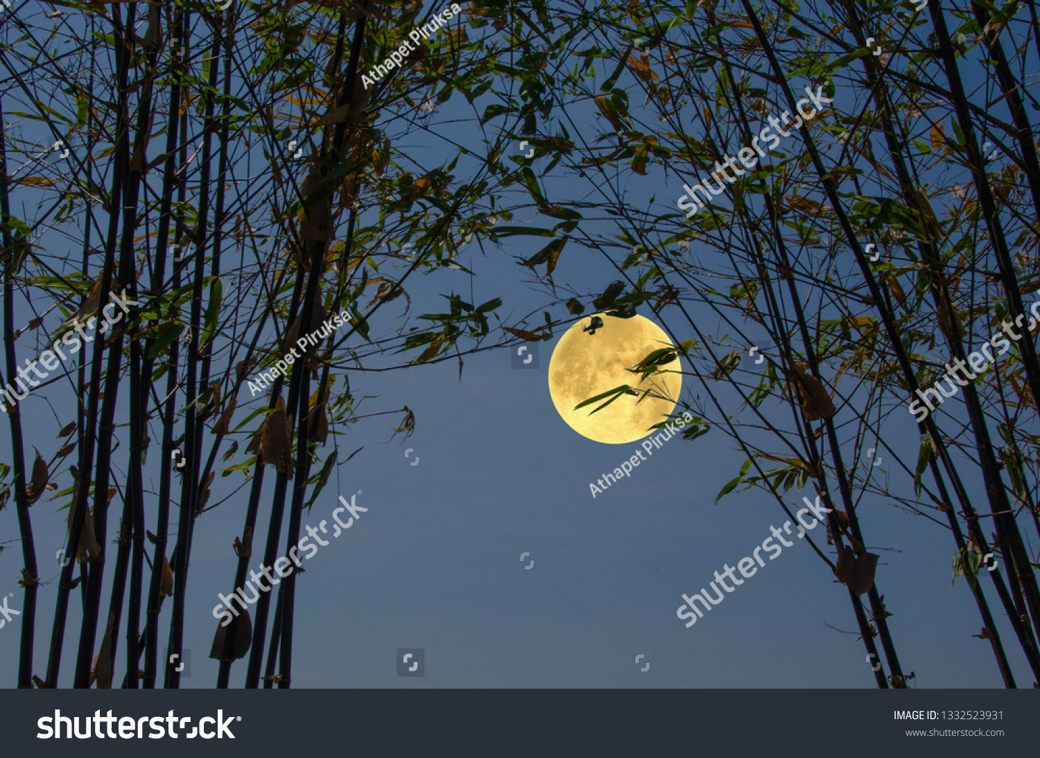 Bamboo trees with full moon in the evening