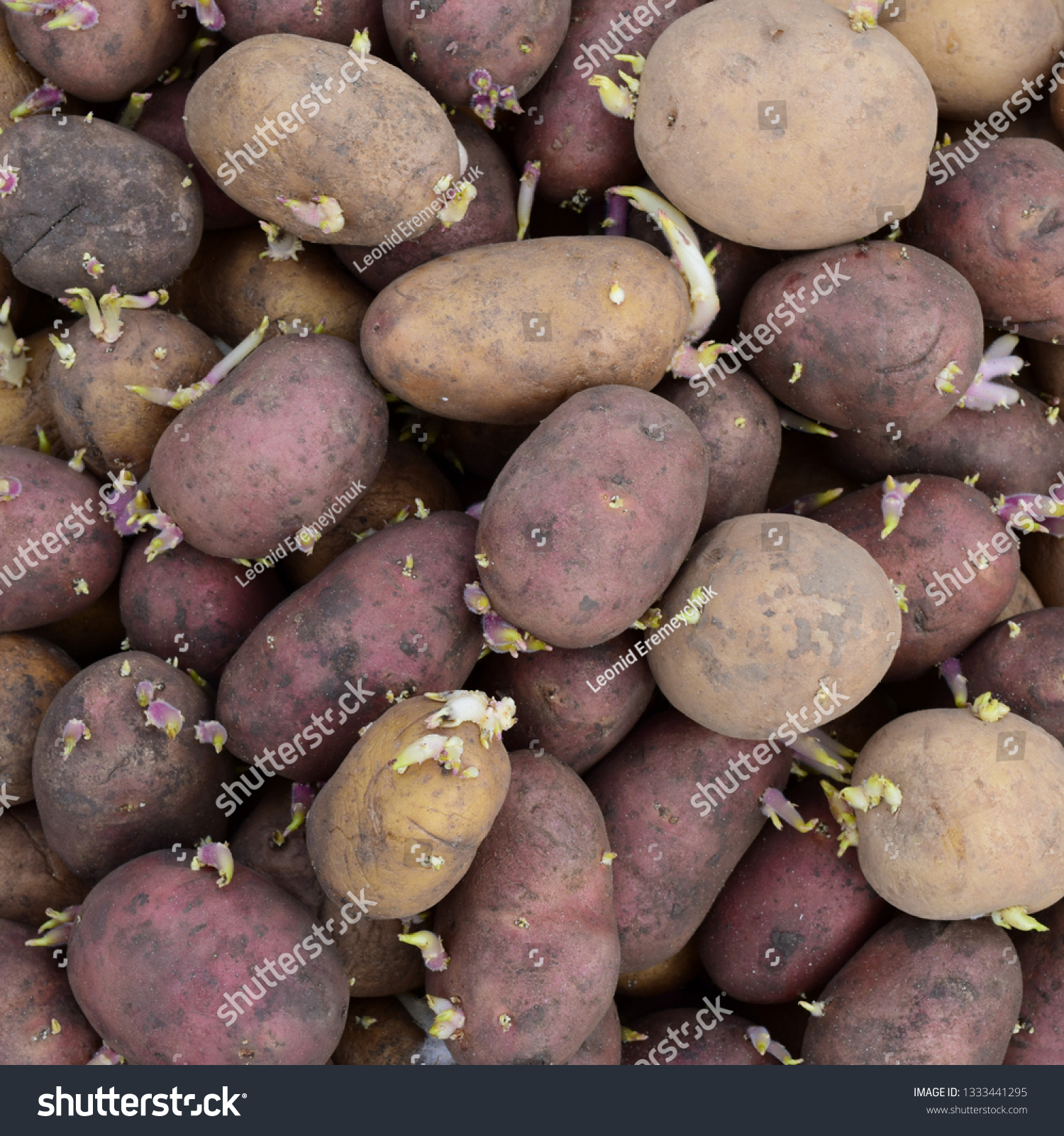 germinated seed potatoes