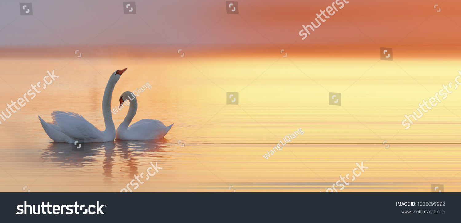 Beautiful white swan