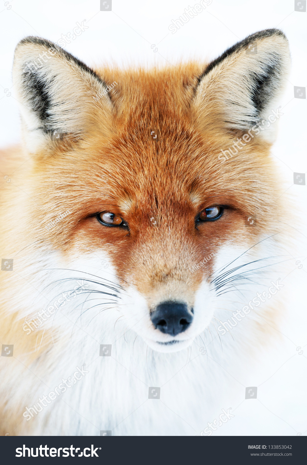 Fox in natural habitat