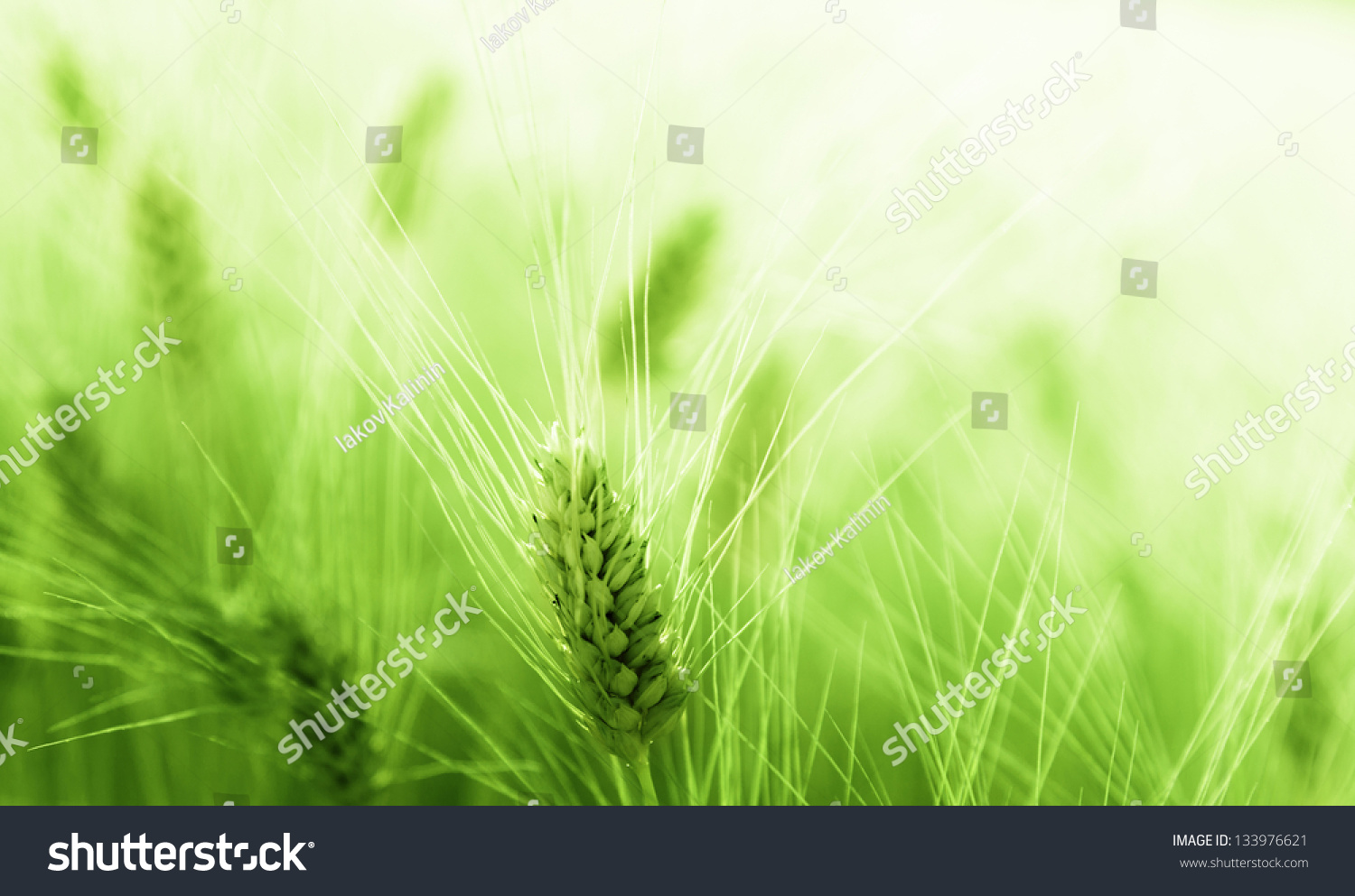 Wheat field