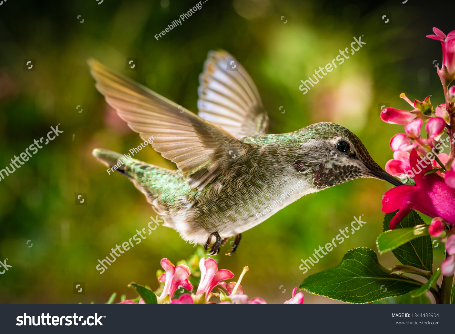 This is a photograph of a hummingbird visits the pink flowers
