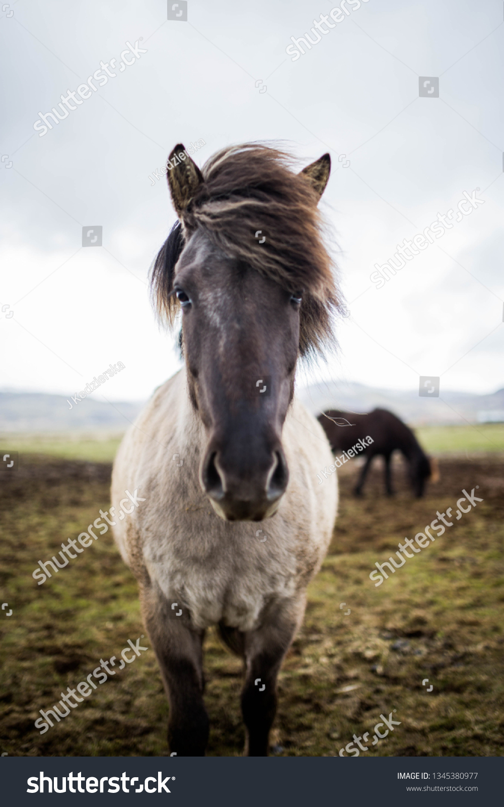 Icelandic horse is a symbol of Iceland. They are very friendly animals and curious if tourists. You can see them along Icelandic popular ringroad  where you can discover all the main attractions.