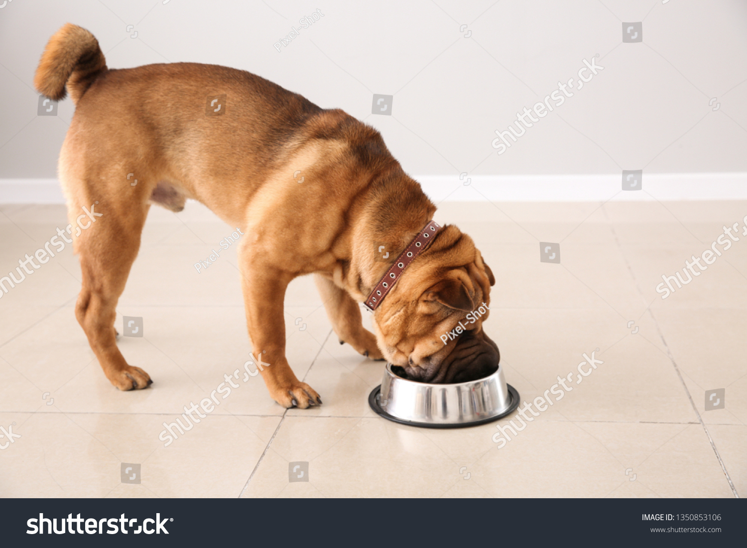 Cute funny dog drinking water at home_站酷海洛_正版图片_视频_字体_音乐素材交易平台_站酷旗下品牌