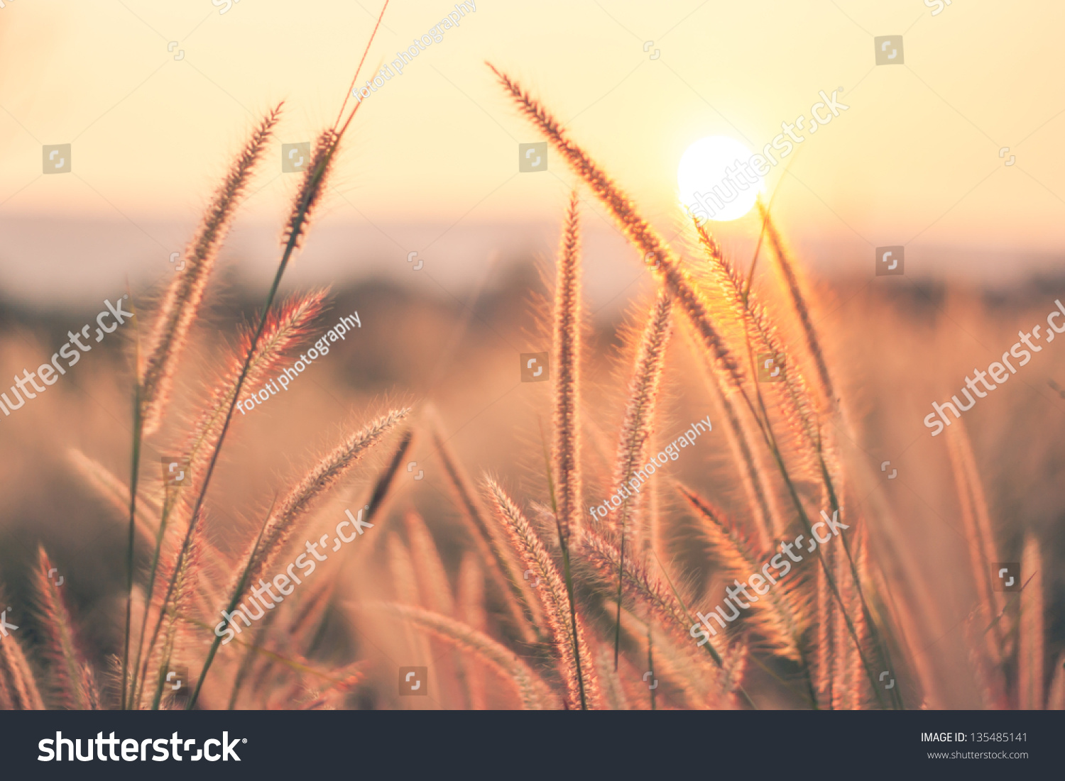 grass and sunset background