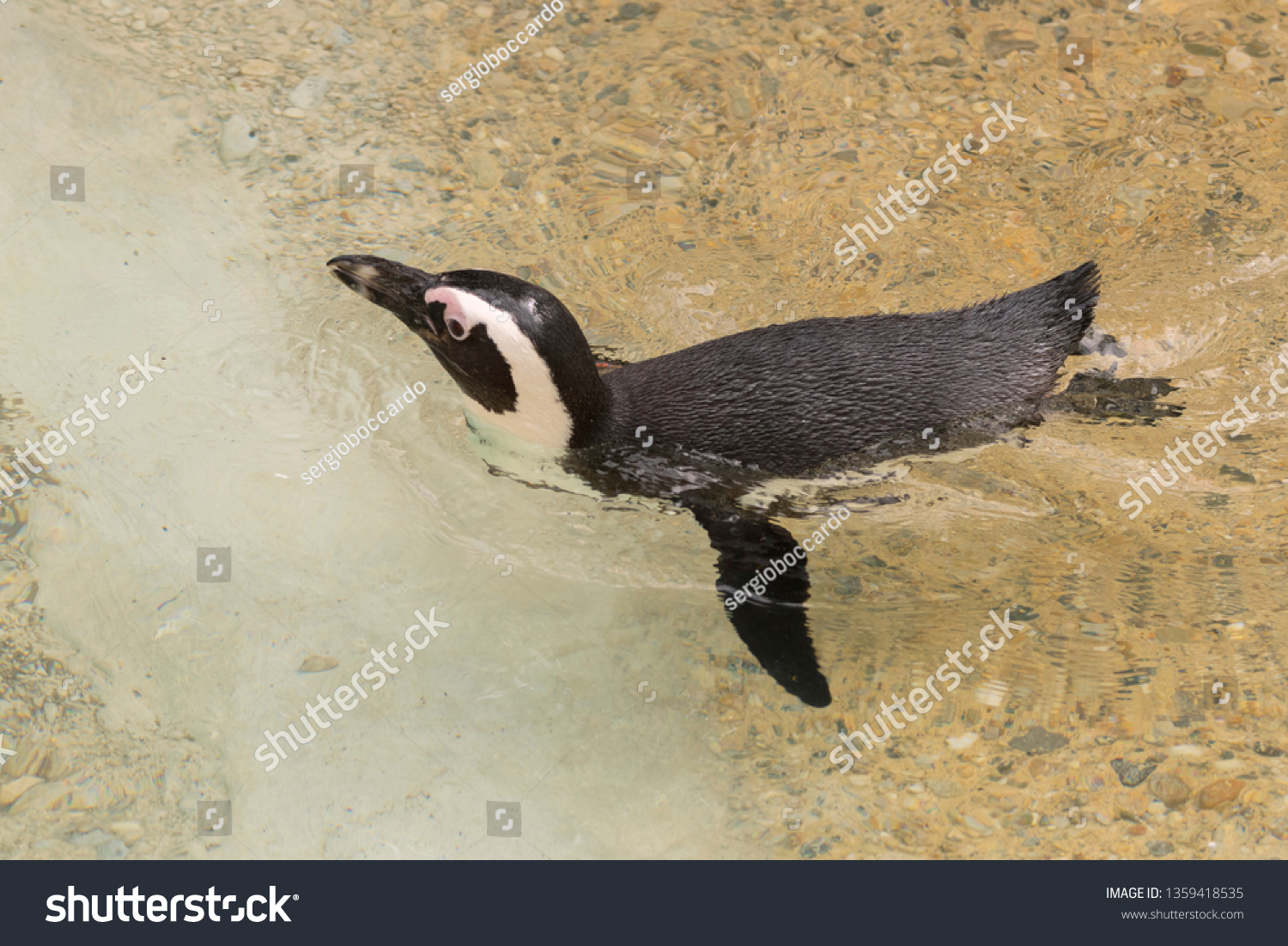 africanpenguininazooinitaly