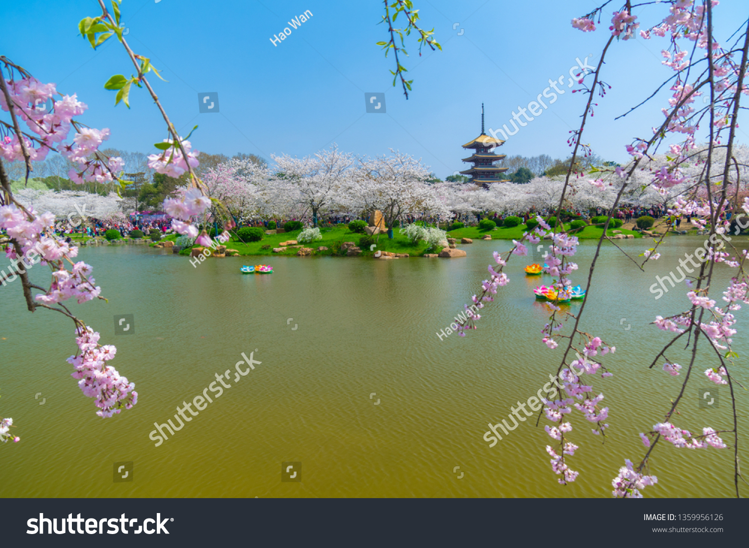 Cherry blossoms in full bloom in Wuhan East Lake Sakura Garden in warm spring