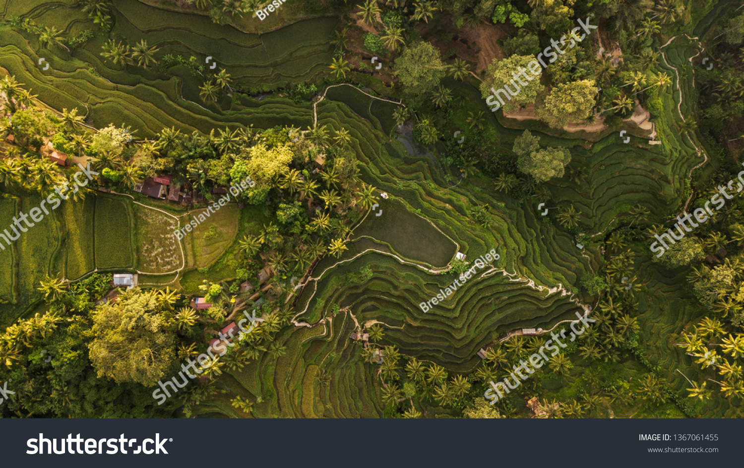 Tegallalang Rice Terraces in Bali. Aerial view from above in the morning
