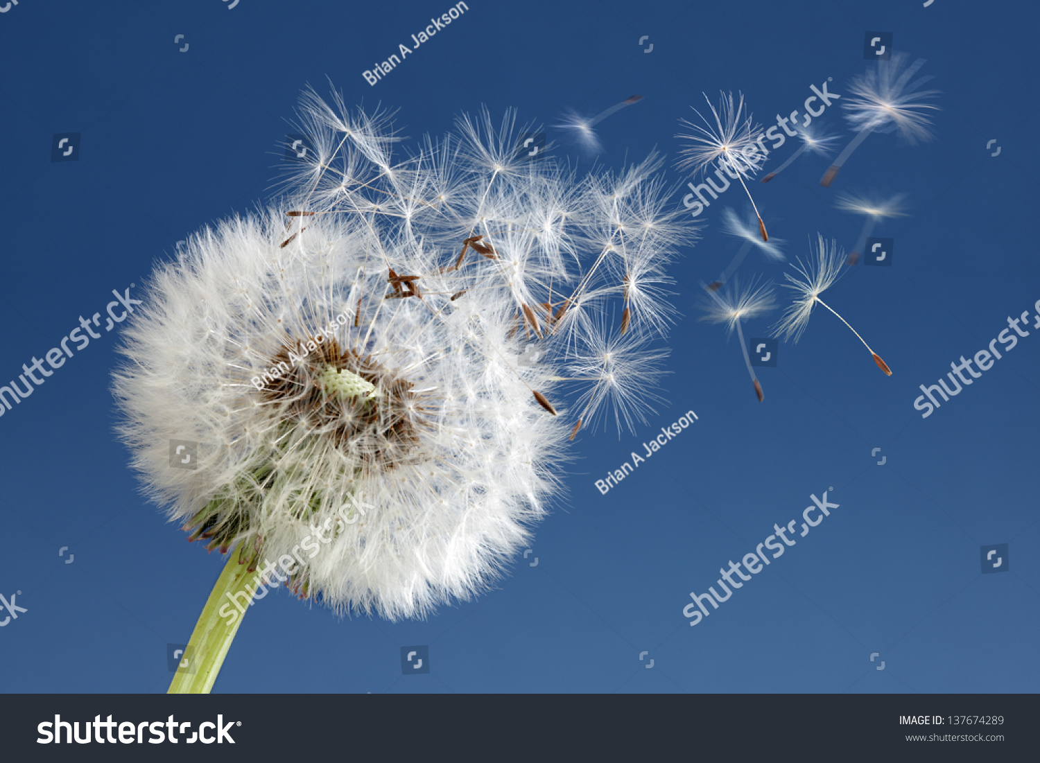Dandelion with seeds blowing away in the wind across a clear blue sky