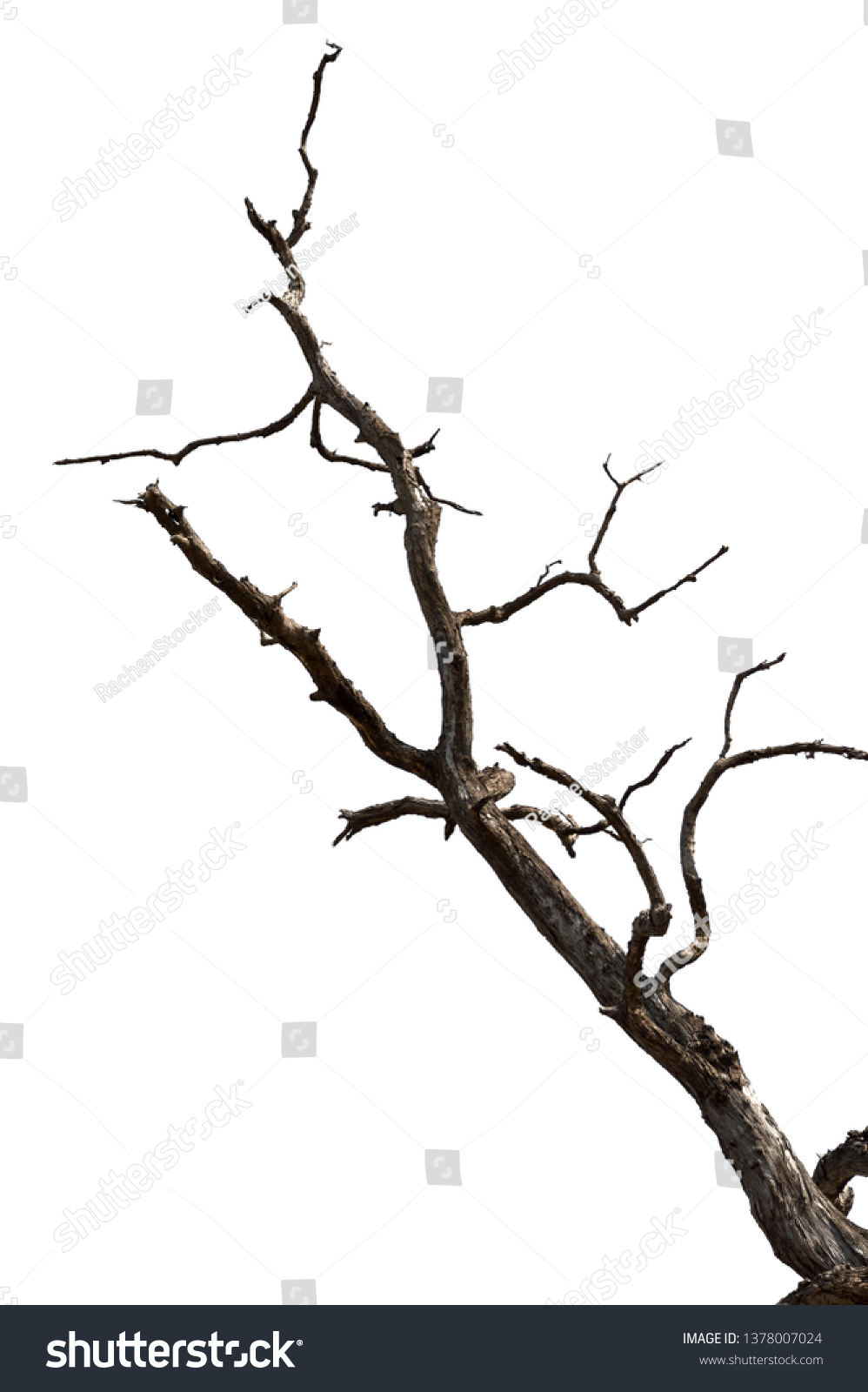 Dead tree isolated on white background Dead branches of a tree.Dry tree branch.Part of single old and dead tree on white background.