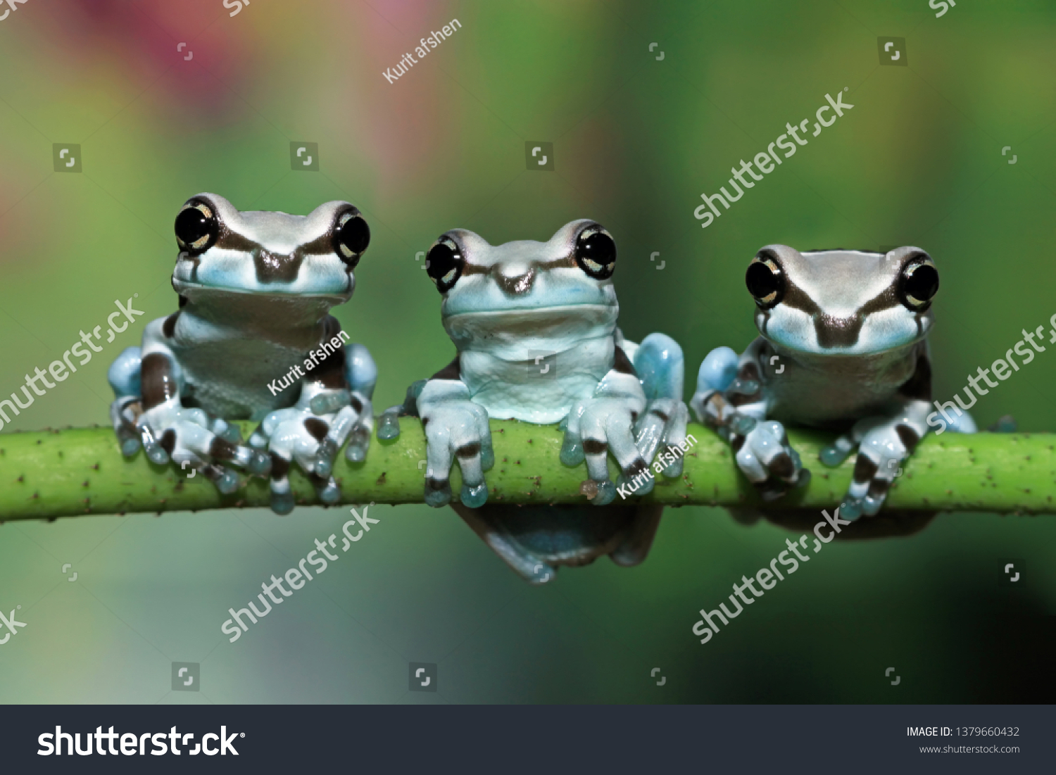 Three tiny amazon milk frog on branch  Panda Bear Tree Frog
