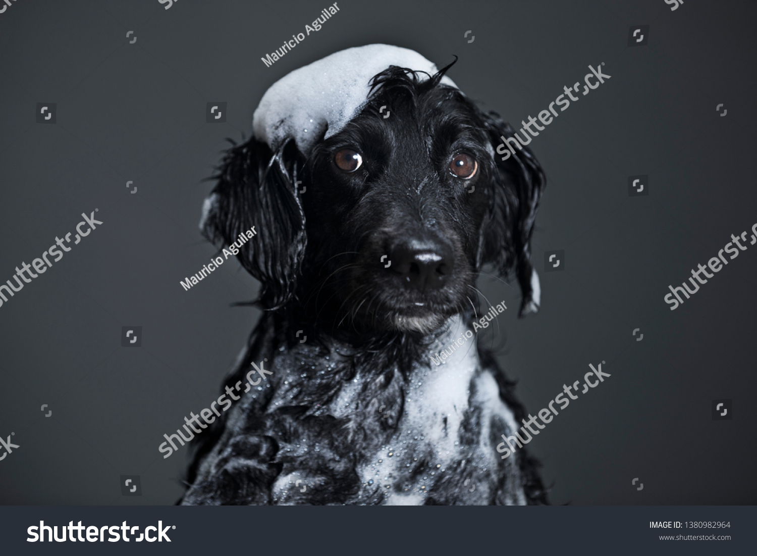 Dog portrait grey background shower bathroom
