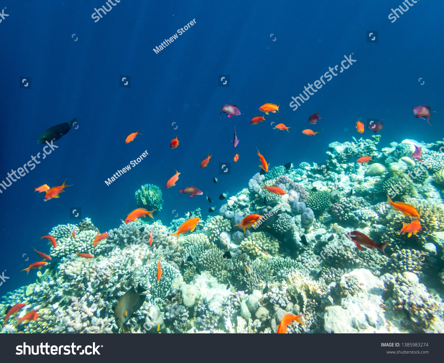 Snorkeling in Dahab Blue Hole reed