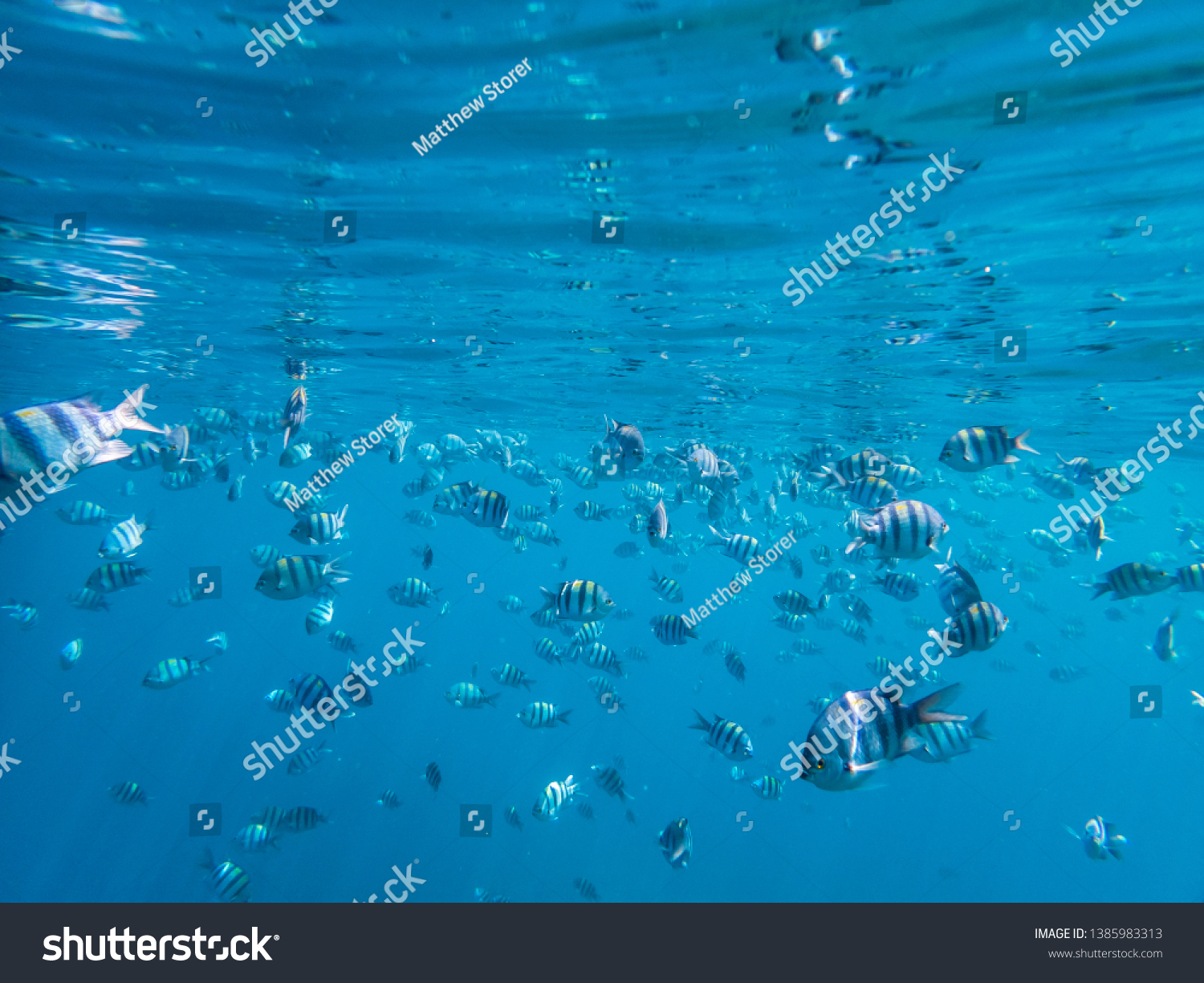 Snorkeling in Dahab Blue Hole reed