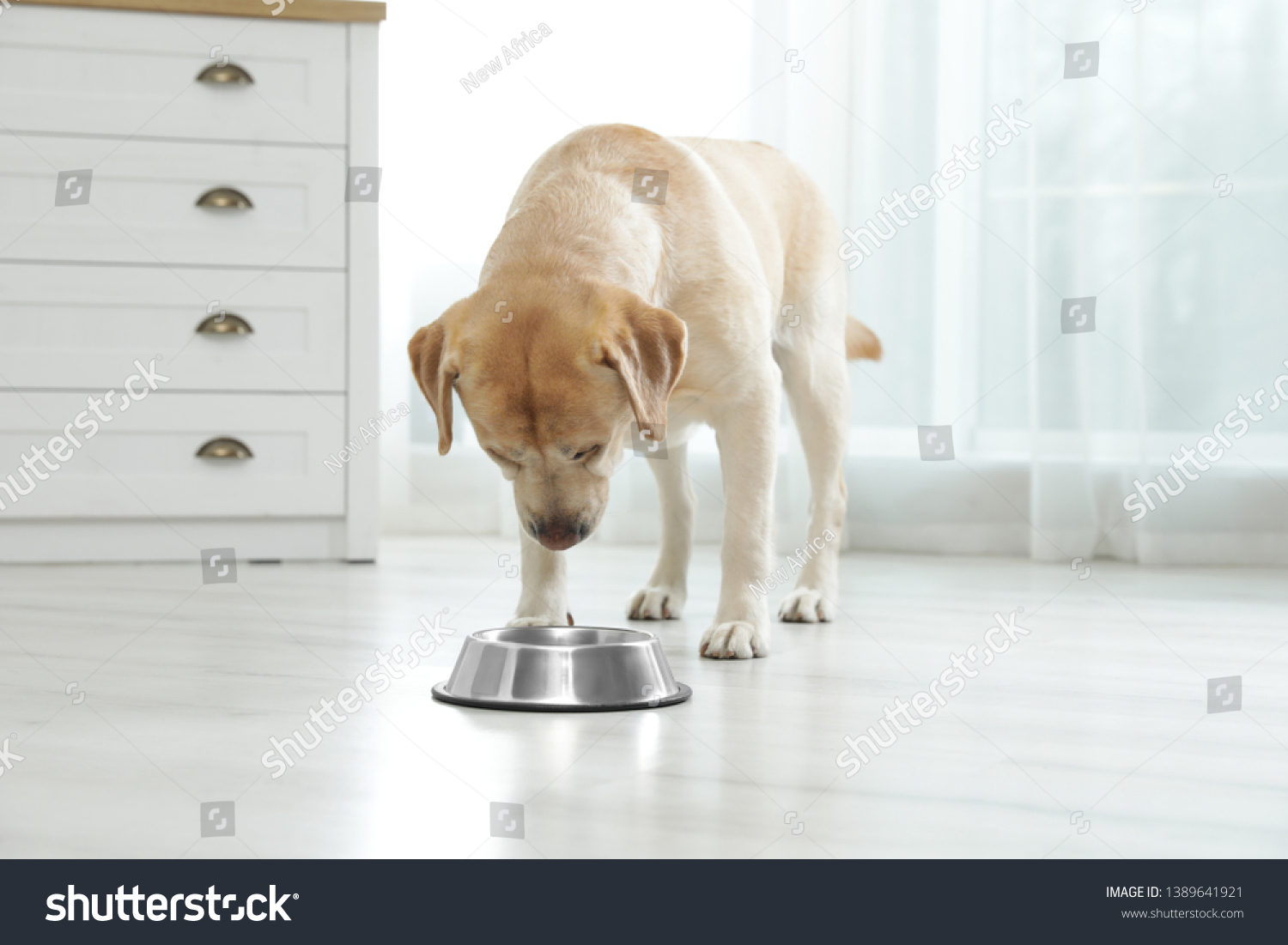 Yellow labrador retriever eating from bowl on floor indoors_站酷海洛_正版图片