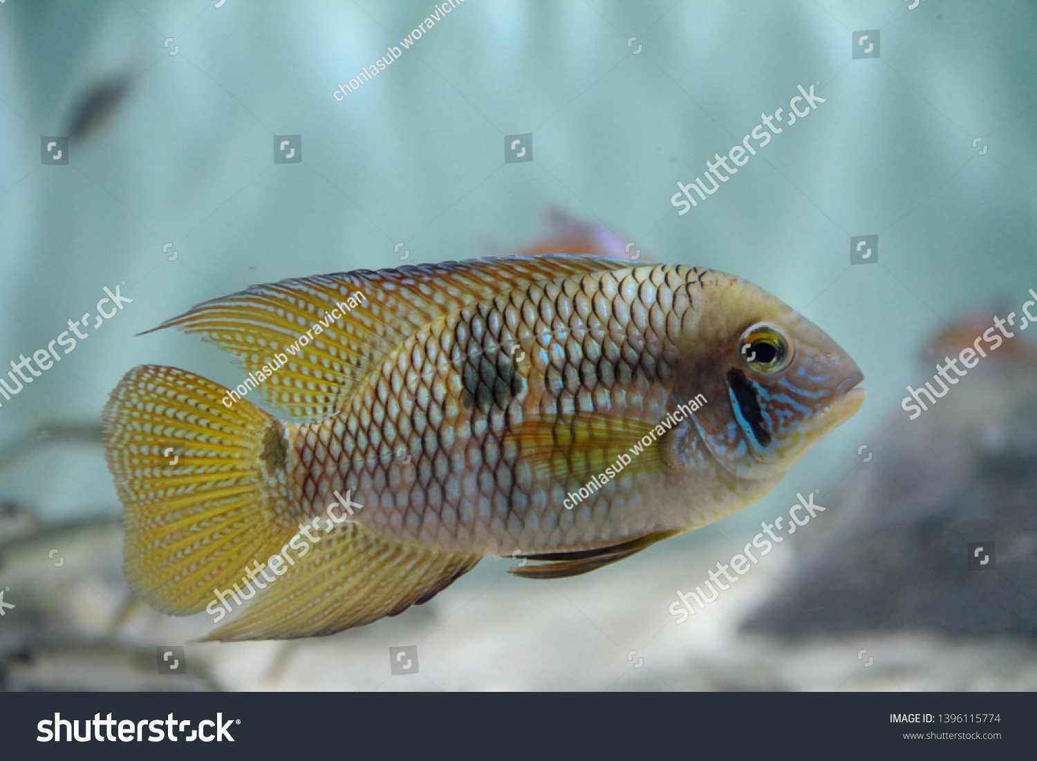 yellow acara fish (aequidens metae) beautiful fis