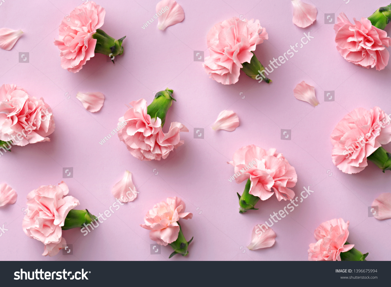Spring carnation flower pattern on a pink background viewed from above. Top view
