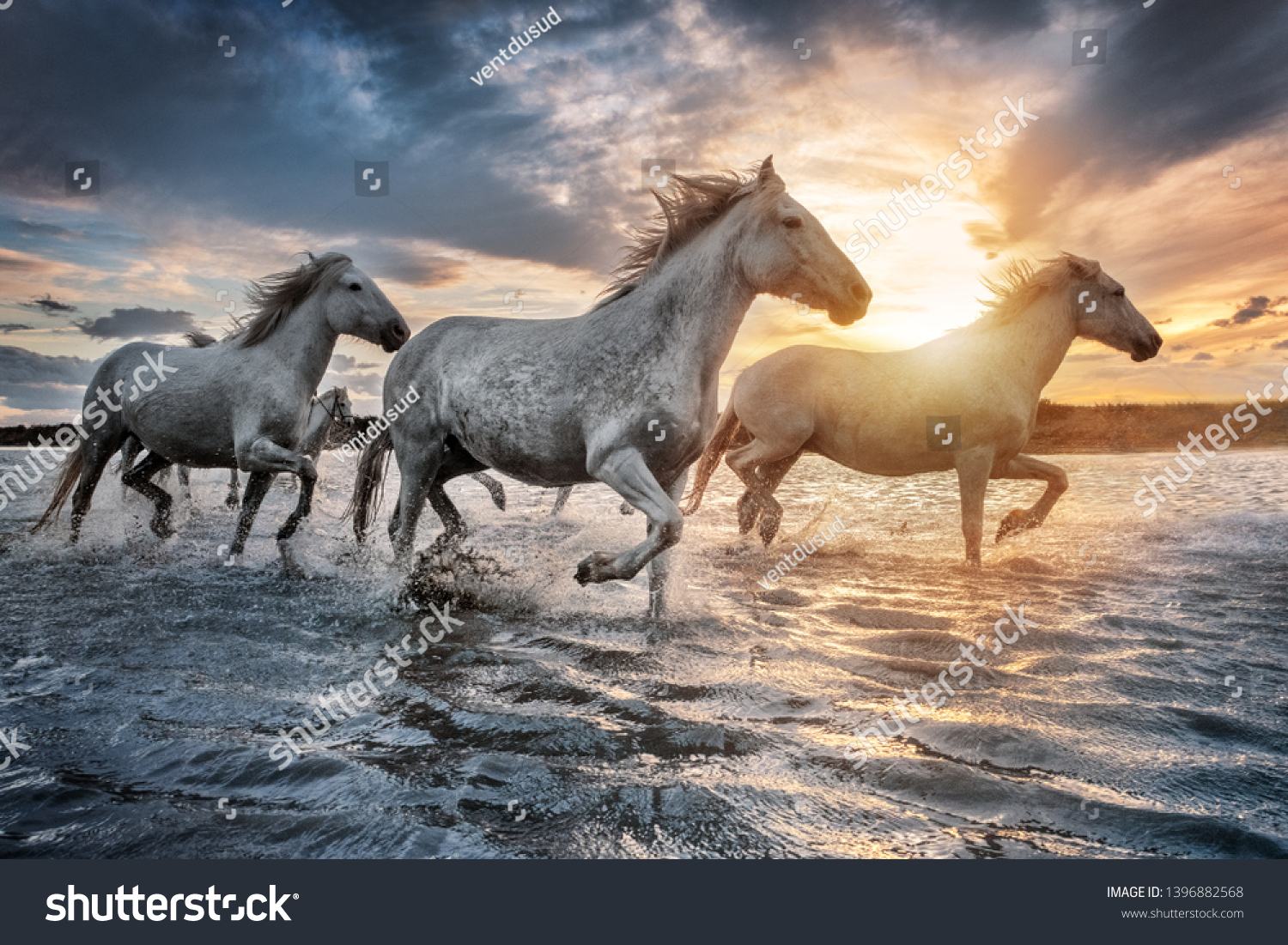White horses are galloping in the water  all over the sea in Camargue  France.