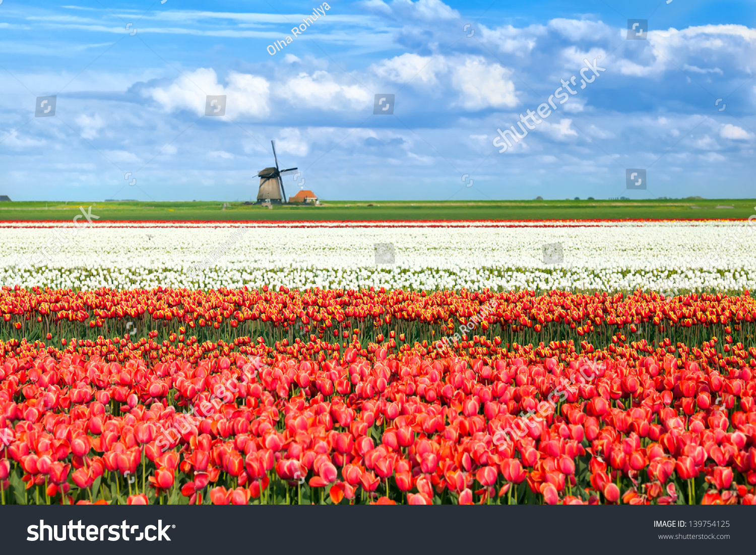 colorful tulip fields during spring in Alkmaar  North Holland