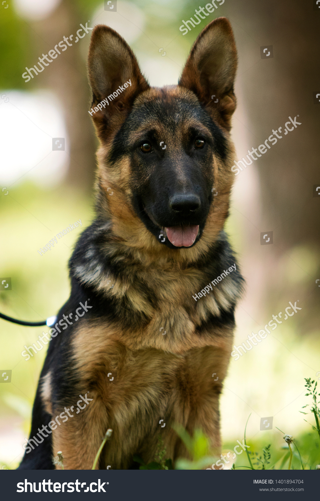 German Shepherd puppy for a walk