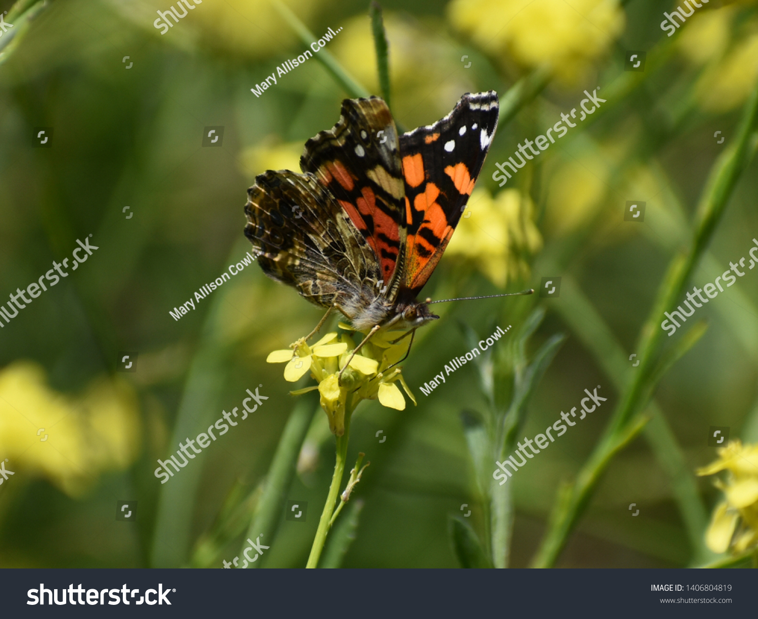 吃蜂蜜的蝴蝶图片高清(吃蜂蜜的图片可爱) 吃蜂蜜的蝴蝶图片高清(吃蜂蜜的图片可爱)