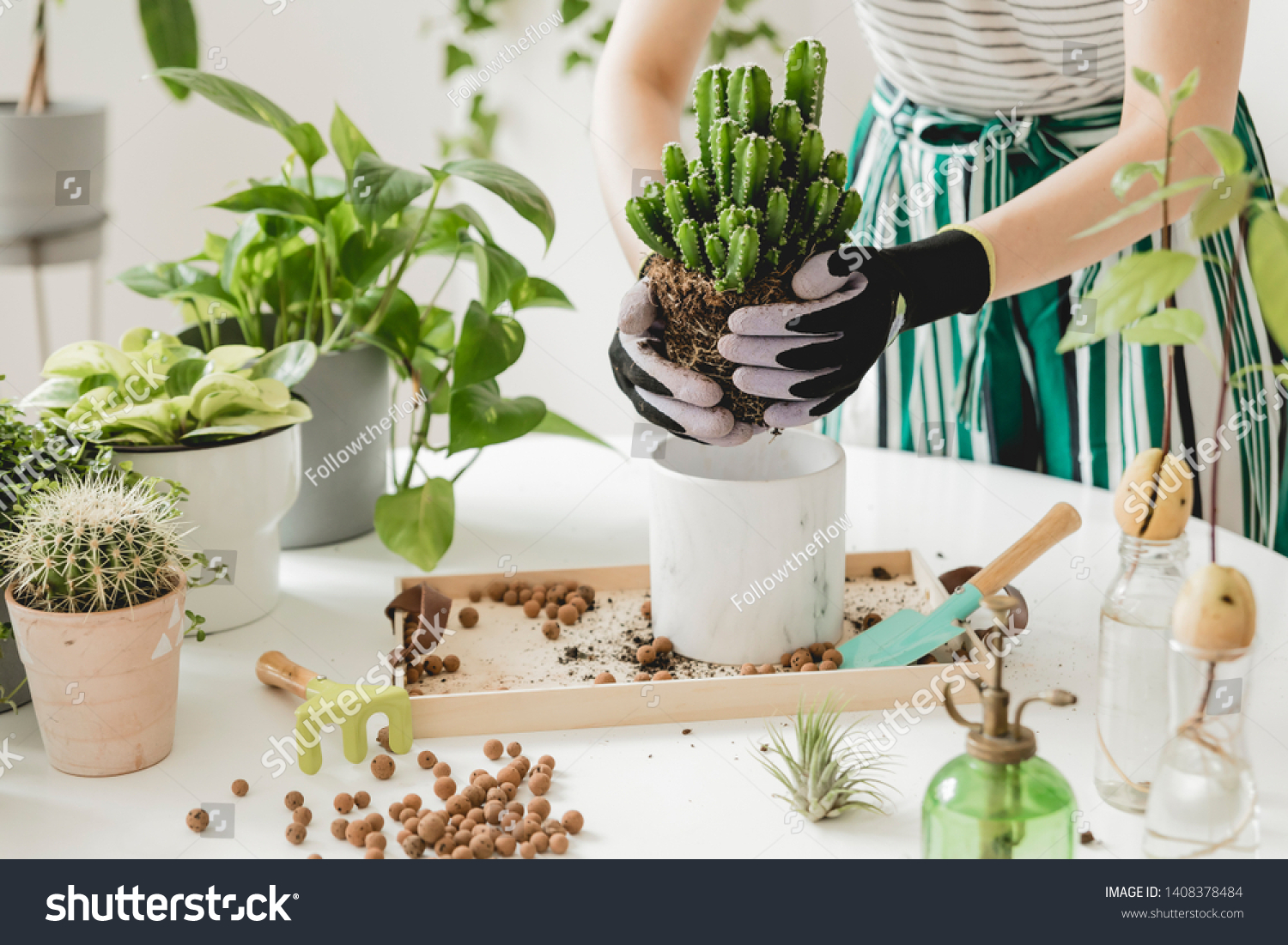 Woman gardeners transplanting cacti in ceramic pots on the white wooden table. Concept of home garden. Spring time. Stylish interior with a lot of plants. Taking care of home plants. Template.