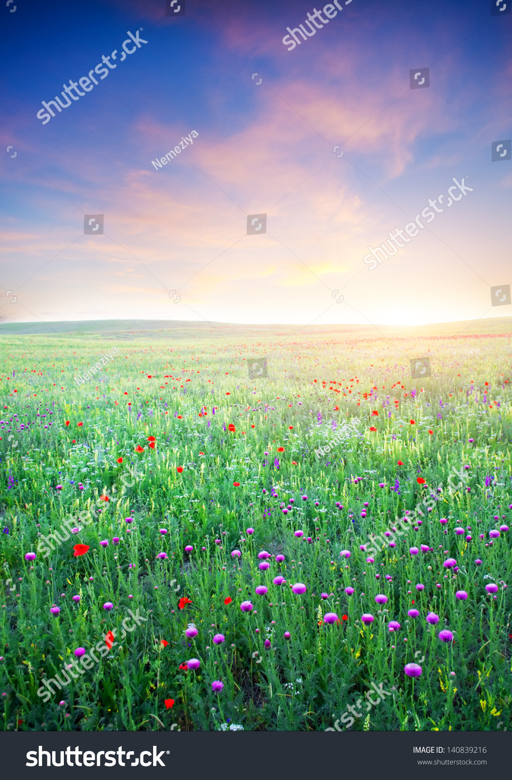 Spring meadow of violet flower. Nature composition.