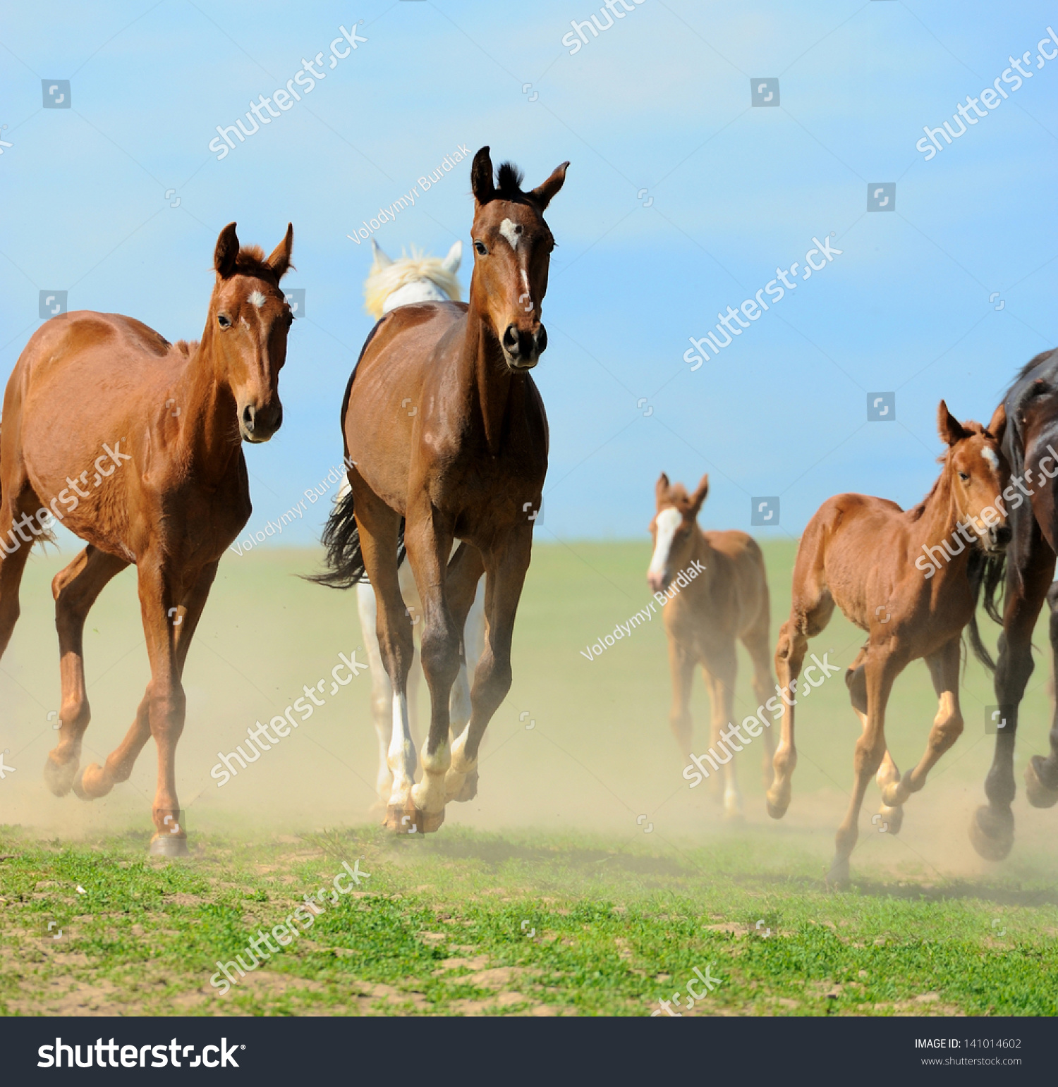horses run on field in summer