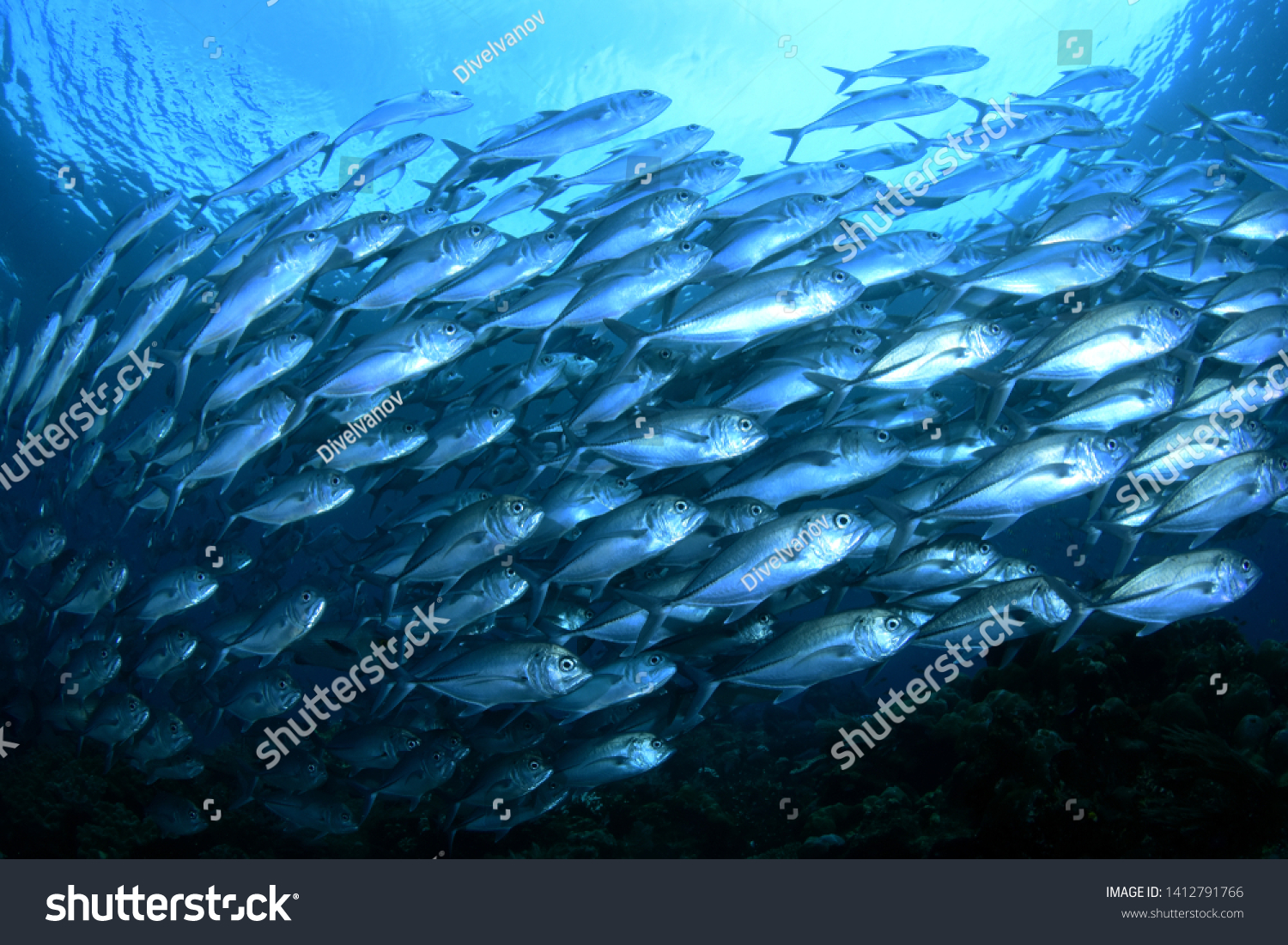 Amazing underwater world - Bigeye Trevally (Caranx sexfasciatus). A big school of fish. Diving wide angle photography. Raja Ampat Indonesia.